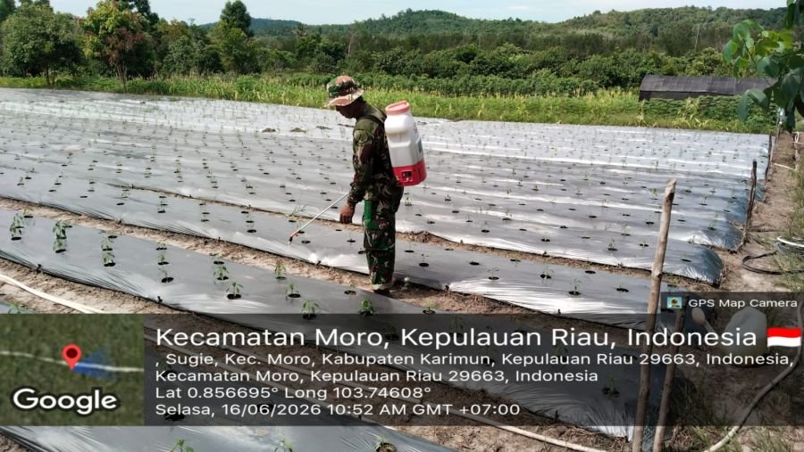 Babinsa Sugie Optimalkan Lahan Tidur Jadi Kebun Cabai Produktif