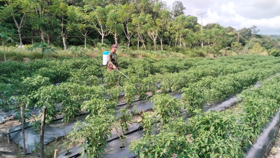 Babinsa Sugie Perkuat Ketahanan Pangan Lewat Perawatan Cabai Rawit