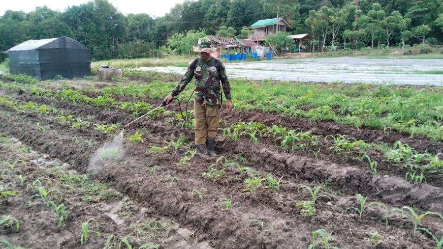 Babinsa Sugie Serma M Amin Rawat Jagung Manis, Jadi Contoh Warga Sugie