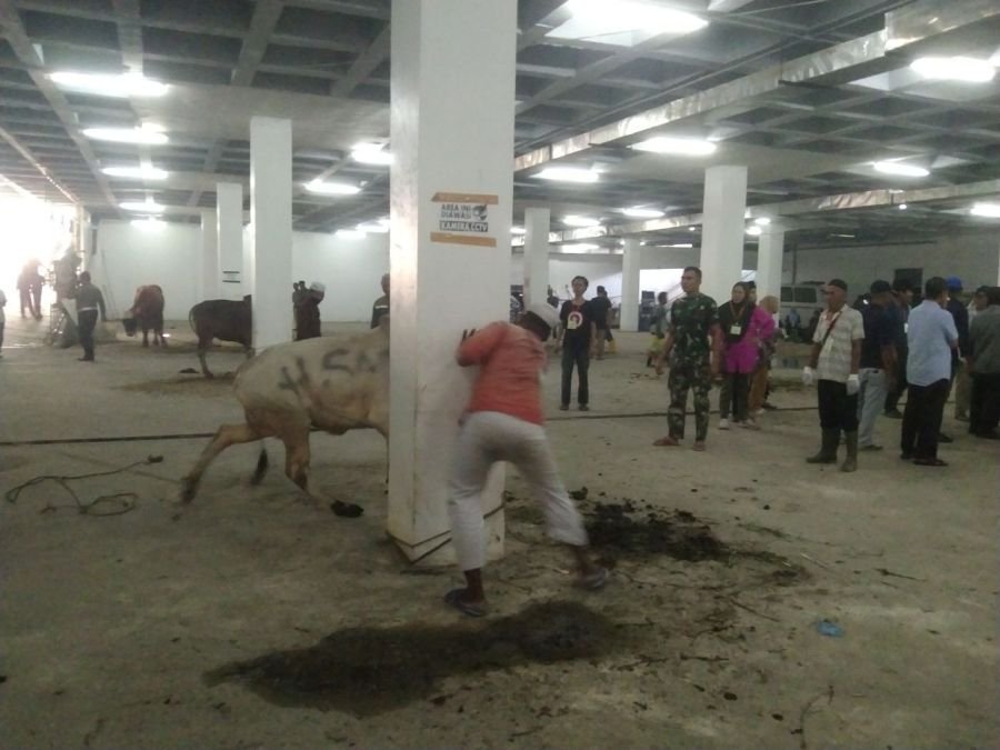 Babinsa Sukamaju Serka Karnedi Bantu Pemotongan Hewan Kurban Idul Adha 1447 H di Masjid Raya Pbr