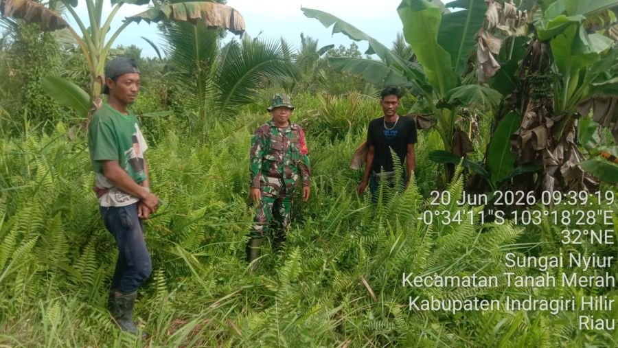 Babinsa Sungai Nyiur Koramil 02/TM ,Sosialisasi dan Patroli Tapal Batas, Situasi Aman Nihil Karhutla