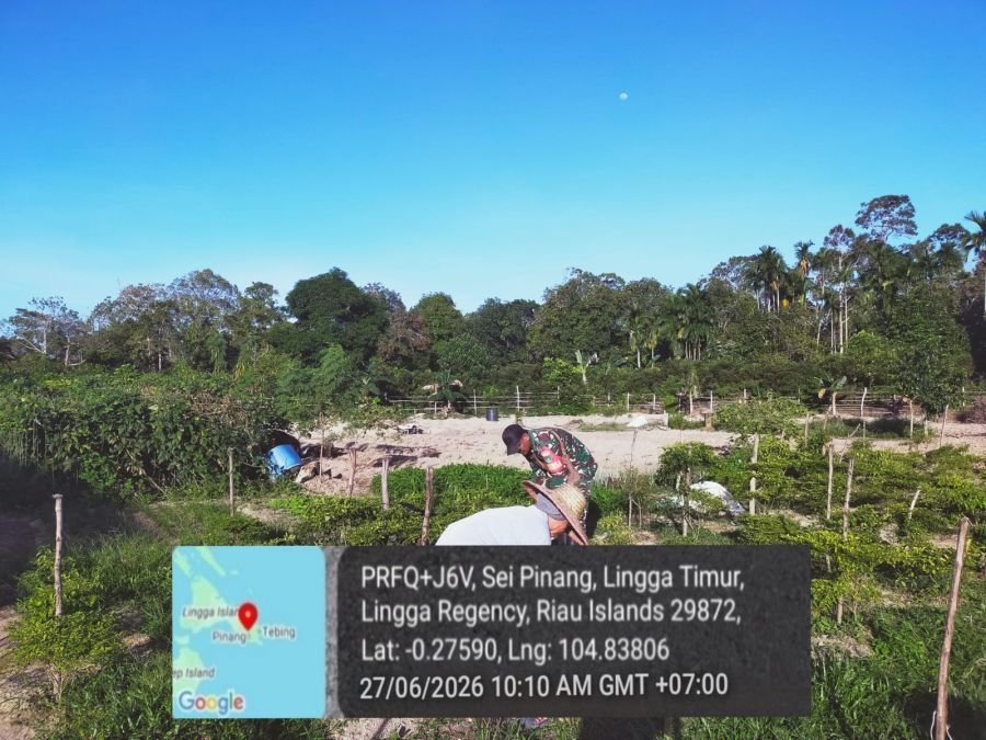 Babinsa Sungai Pinang Bantu Warga Panen Cabai, Wujud Kepedulian TNI di Tengah Masyarakat