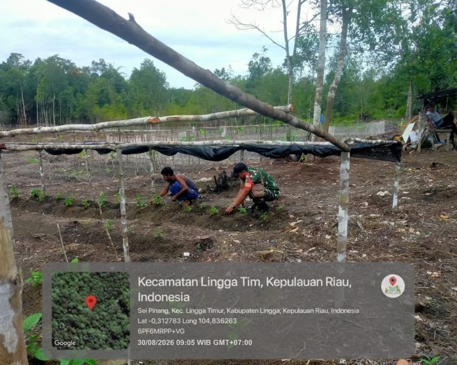 Babinsa Sungai Pinang Turun ke Kebun Warga, Dorong Ketahanan Pangan Lewat Tanam Cabai