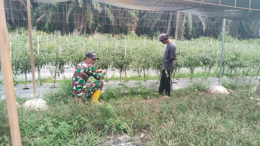 Babinsa Tanjung Penyembal Dampingi Karya Nyata Budidaya Cabai, Dukung Swasembada Pangan