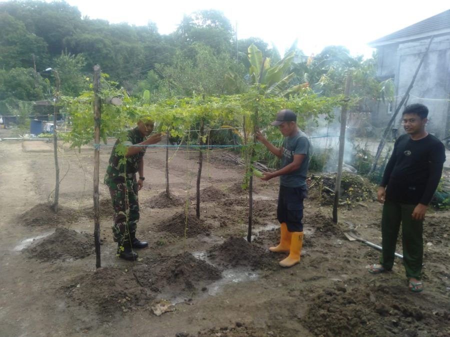 Babinsa Teluk Air Dorong Warga Binaan Ubah Lahan Tidur Jadi Produktif