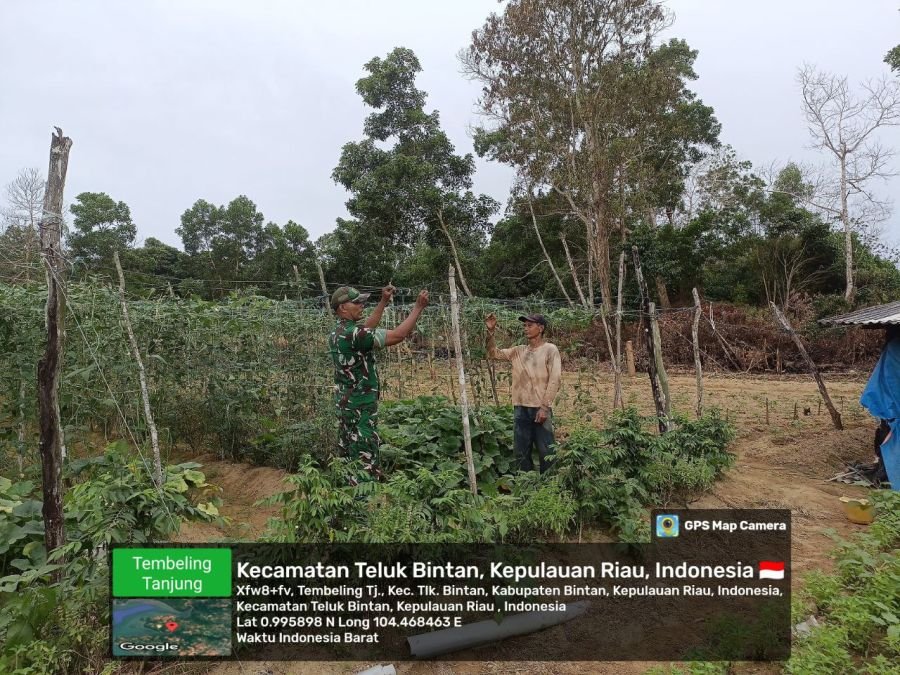 Babinsa Tembeling Tanjung Dampingi Petani Sayur Dukung Ketahanan Pangan
Tembeling Tanjung.