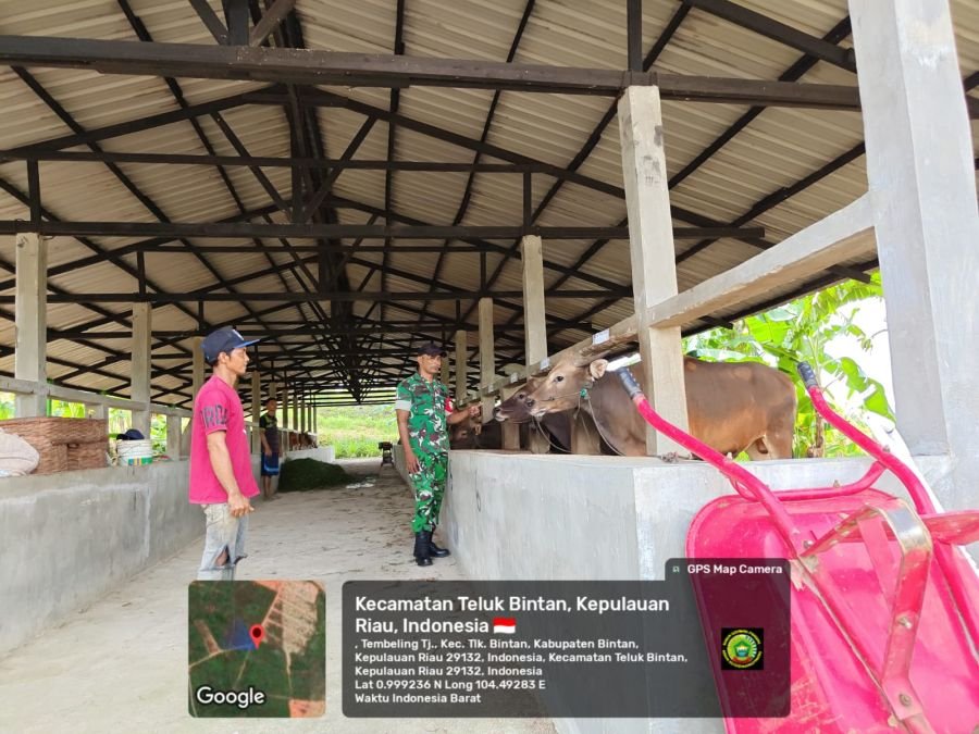 Babinsa Tembeling Tanjung Laksanakan Komsos dengan Peternak Sapi.