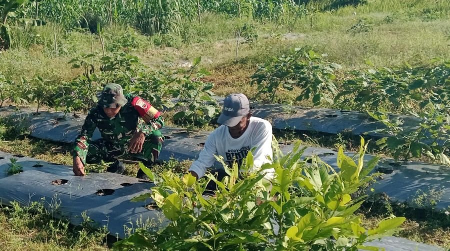Babinsa Tembeling Tanjung Sambangi Petani Cabai untuk Dukung Ketahanan Pangan
Kamis, 11 Juni 2026.