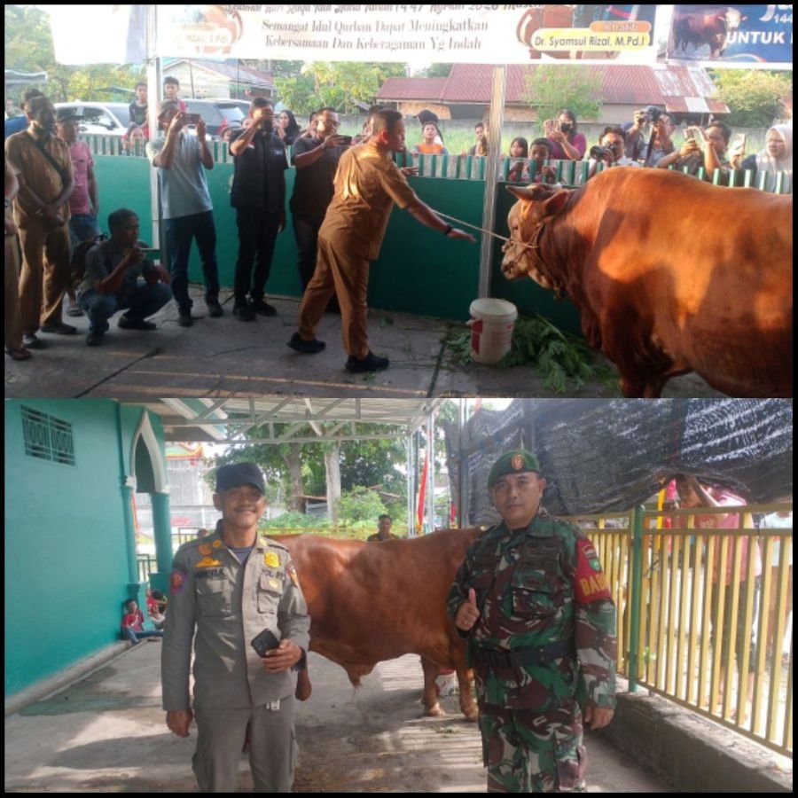 Babinsa Tirta Siak Monitor Penyerahan Sapi Kurban Bantuan Presiden RI di Masjid Nurul Amal