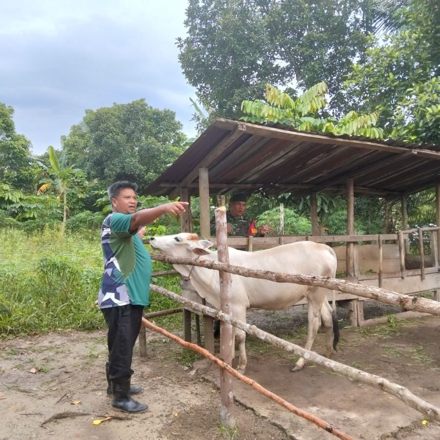 Babinsa Turun ke Kandang, Pastikan Kesehatan Sapi Warga