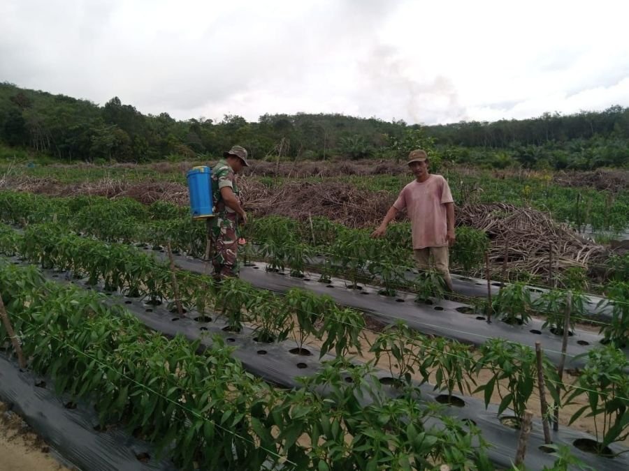 Babinsa Turun ke Kebun, Dampingi Petani Rawat Cabai