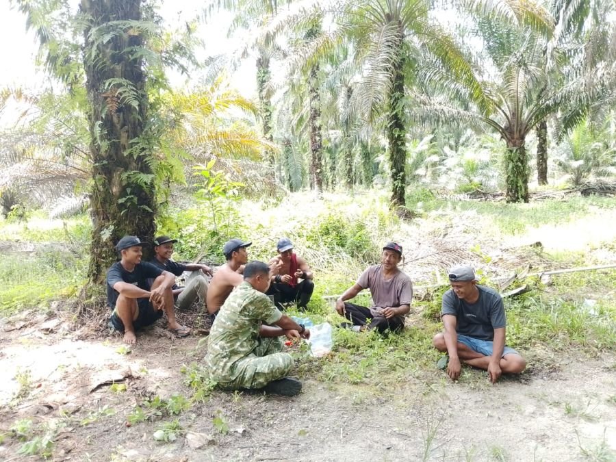 Babinsa Turun ke Kebun Sawit, guna Perkuat Kemanunggalan TNI-Rakyat*