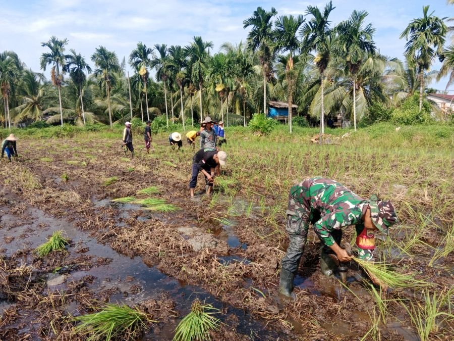 Babinsa Turun ke Sawah, Kawal Ketahanan Pangan dari Hulu ke Hilir