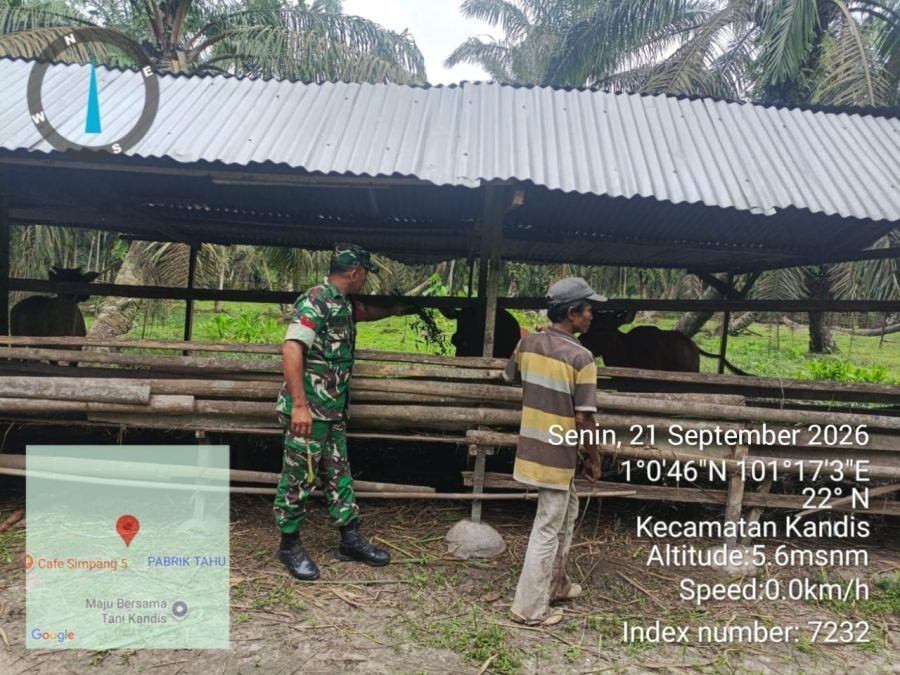 Babinsa Turun Langsung Cegah Penyebaran PMK di Kampung Kandis