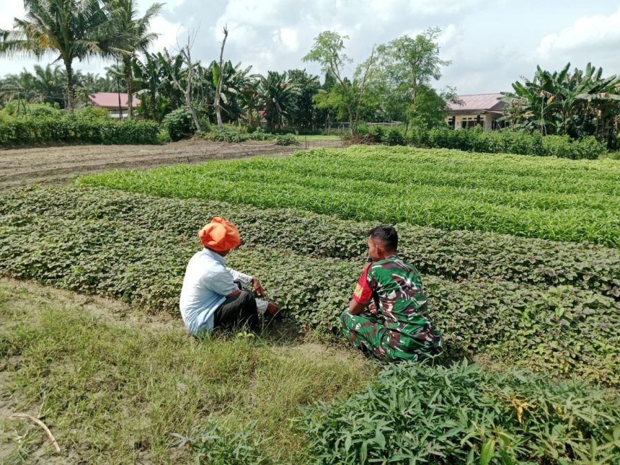 Babinsa Turun Langsung Dampingi Budidaya Bayam di Desa Jake