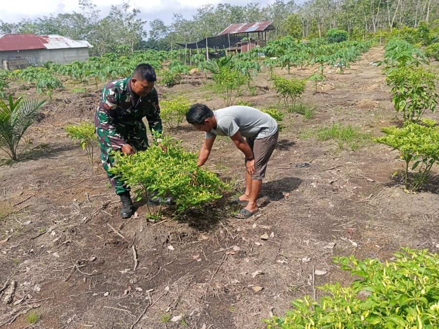 Babinsa Turun Langsung Dampingi Petani Cek Pertumbuhan Tanaman Cabai