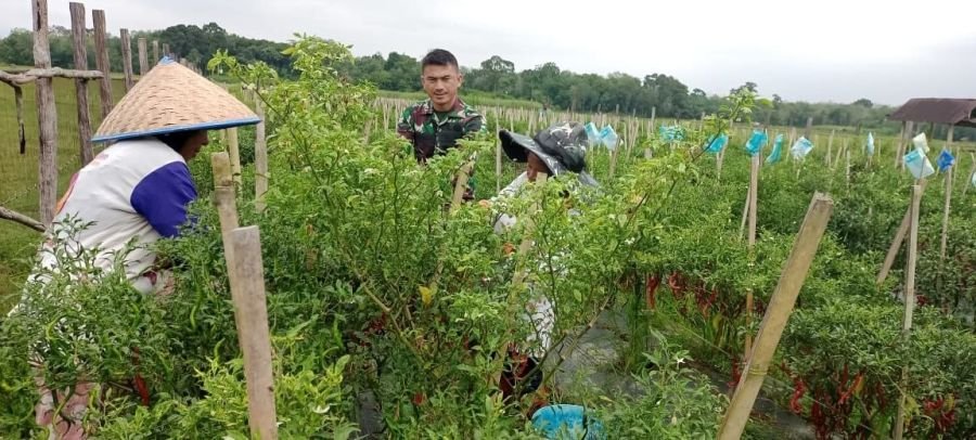 Babinsa Turun Langsung Dampingi Petani Cek Pertumbuhan Tanaman Cabai