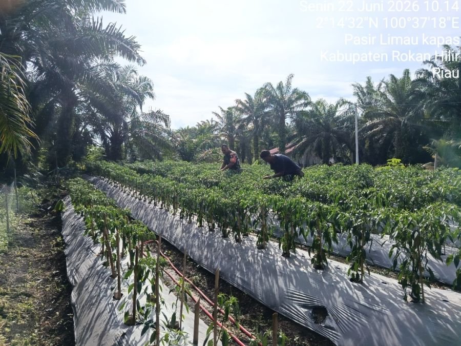 Babinsa Turun Langsung Rawat Kebun Cabai, Ketahanan Pangan Diperkuat