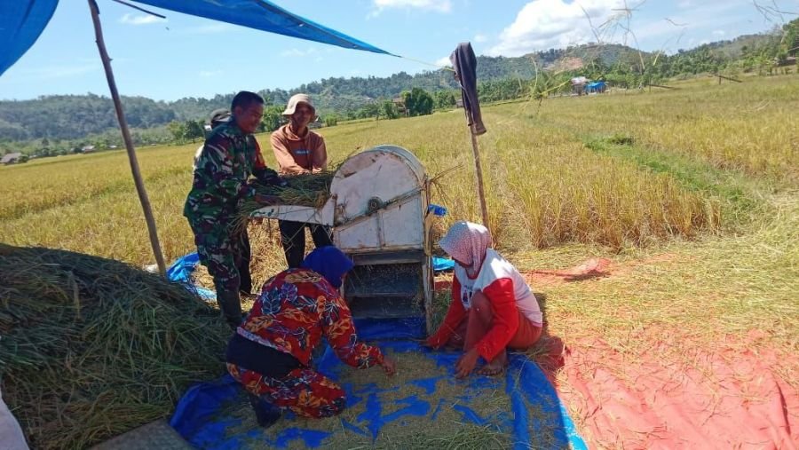 Babinsa Turun Sawah, Bantu Panen Padi Petani Pangkalan Indarung