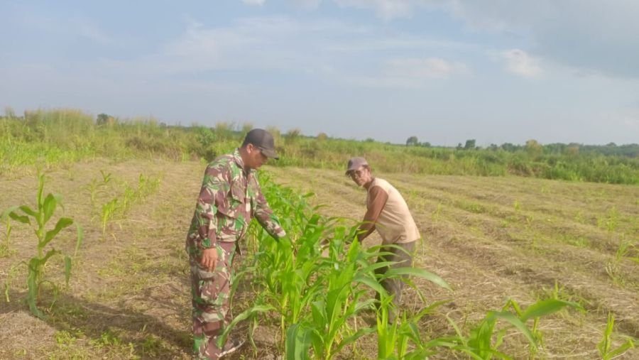 Babinsa Ungar Turun ke Lahan, Perkuat Pendampingan Petani Jagung