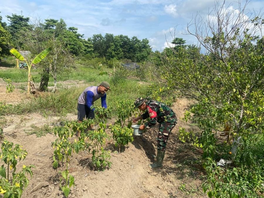 Bahu-Membahu Panen Cabe, Babinsa Koramil 04/Pasir Penyu Wujudkan Kemanunggalan TNI-Rakyat