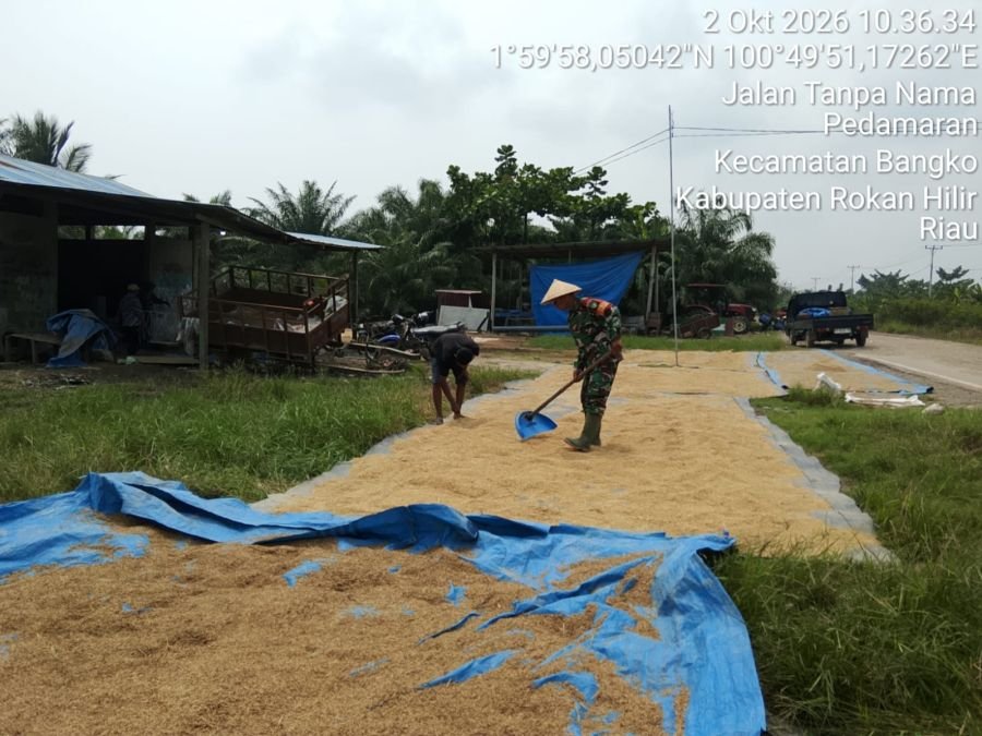 Bantu Jemur Padi Warga, Babinsa Koramil 0321-01/Bangko Dukung Ketahanan Pangan UMKM di Pedamaran