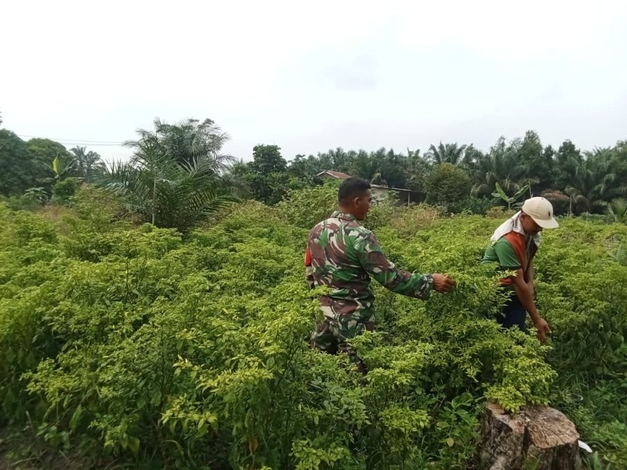 Bentuk Inovatif Kegiatan Teritorial, Babinsa Bantu Warga Rawat Kebun Cabai*