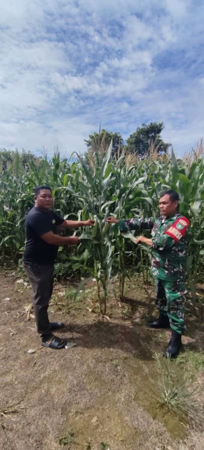 Beri Motivasi, Babinsa Komsos Dengan Petani Jagung di Desa Munsalo Kuansing