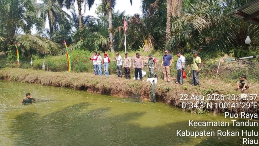 Bersama Koramil 08/Tdn, Pemdes Puo Raya Gelar Panen Perdana Ikan Patin Program Ketahanan Pangan
