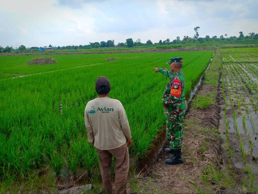 Blusukan ke Sawah, Babinsa Pantau Pertumbuhan Padi Petani Pelalawan
