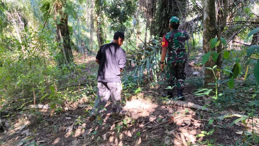 Cegah Bencana Api, Babinsa Koramil 05/Rimba Melintang Intensifkan Patroli Karlahut di Pematang Damar