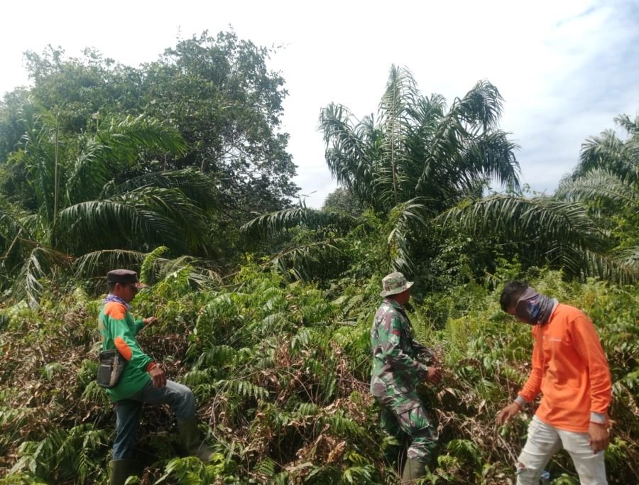 cegah Bencana Sejak Dini, Babinsa Koramil 04/Rupat Intensifkan Patroli Karhutla di Kelurahan Terkul