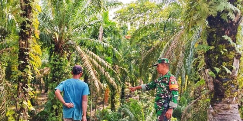 Cegah Karhutla Babinsa Koramil 02 Rambah Kodim 0313/KPR Tingkatkan Patroli