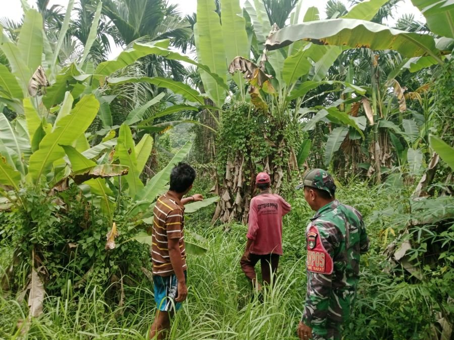 Cegah Karhutla, Babinsa Koramil 02/Tebing Tinggi Bersama Warga Sisir Desa Bantar