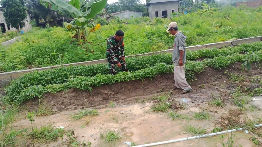 Cegah Karhutla dan Banjir, Babinsa Rimba Sekampung Dampingi Warga Kelola Lahan Ubi Jalar