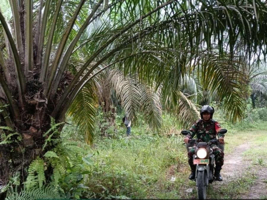 Cegah Karhutla Sejak Dini, Babinsa Simpang Baru Turun Langsung ke Lapangan