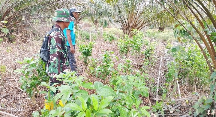 Cegah Karhutla Sejak Dini, Babinsa Bangko Makmur Bersama MPA Intens Pantau Lokasi Rawan kebakaran