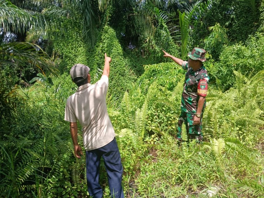 Cegah Kebakaran Lahan, Babinsa Rumbai Intensifkan Edukasi dan Patroli Wilayah
