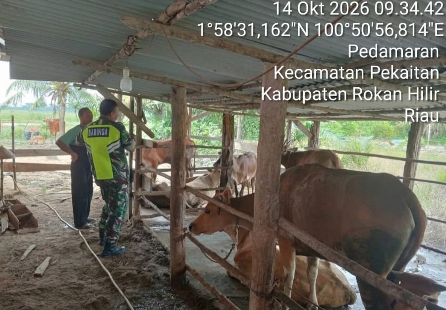 Cegah Penyakit PMK, Babinsa Rohil Cek Kesehatan Sapi di Kecamatan Pekaitan