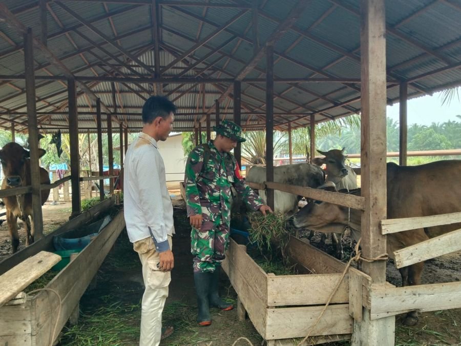 Cegah Penyebaran PMK, Babinsa Koramil 04 Kubu Periksa Ternak Warga di Teluk Nilap Jaya