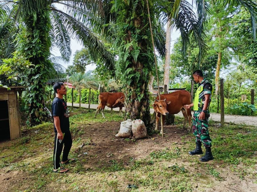 Cegah Penyebaran PMK, Serda Jama Anur Kunjungi Warga Pemilik Ternak Sapi