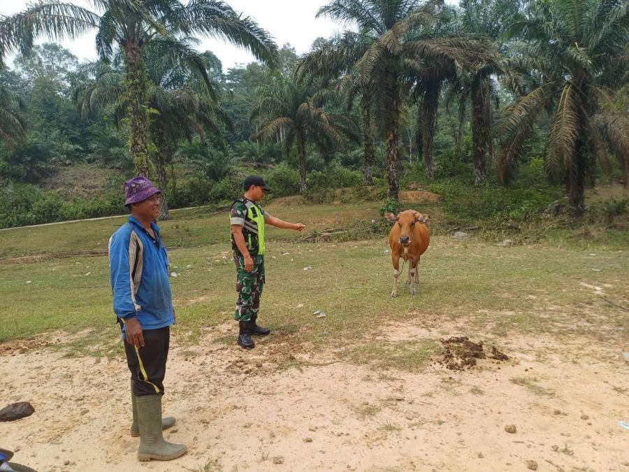 Cegah Penyebaran PMK, Serka Efison Laksanakan Pengecekan Hewan Ternak di Desa Banjar Nan Tigo