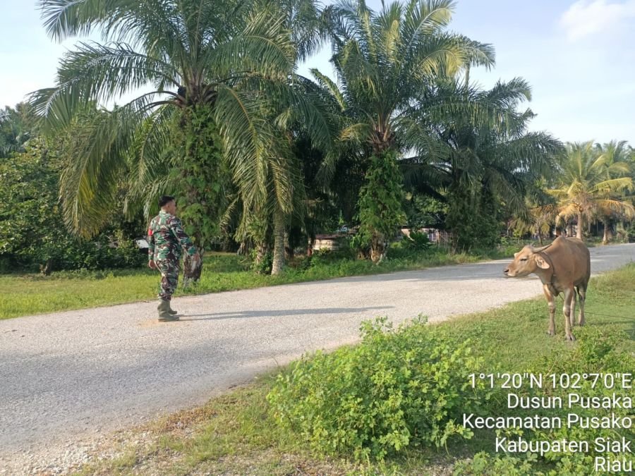 Cegah PMK, Babinsa Dampingi Penyemprotan Disinfektan pada Ternak Sapi