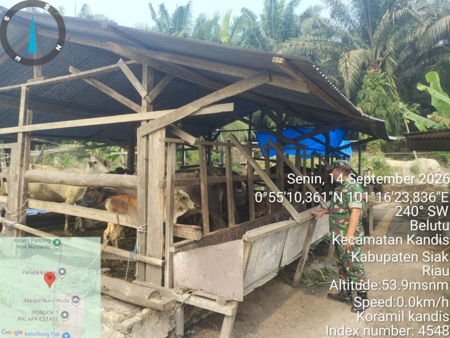 Cegah PMK, Babinsa Kandis Kawal Vaksinasi Ternak Warga