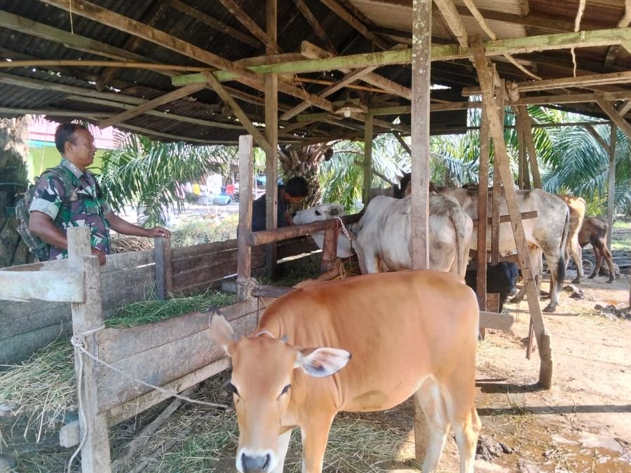 Cegah PMK, Babinsa Koramil 01/Bangko Pantau Kesehatan Sapi Milik Warga di Pekaitan