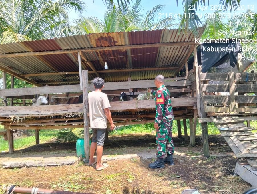 Cegah PMK, Babinsa Koramil 01/Bangko Pantau Kesehatan Hewan Ternak di Sungai Nyamuk