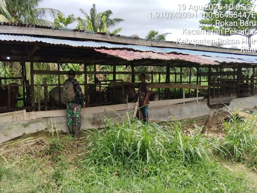 Cegah PMK, Babinsa Koramil 0321-01/Bangko Cek Kesehatan Sapi di Pekaitan