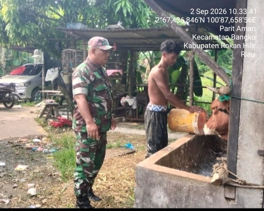 Cegah PMK, Babinsa Koramil 0321-01/Bangko Pantau Kesehatan Sapi Warga di Parit Aman