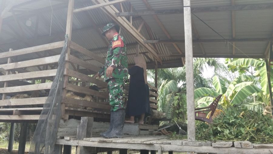 Cegah PMK, Babinsa Koramil 04/Kubu Periksa Ternak Warga Sungai Panji-Panji