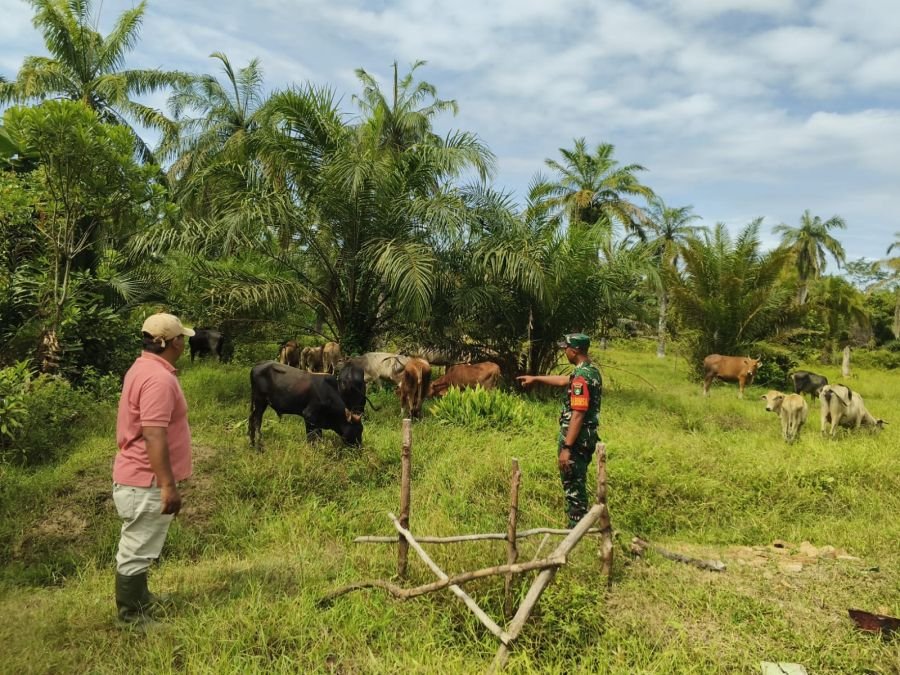 Cegah PMK, Babinsa Kubu Periksa 12 Sapi Milik Warga